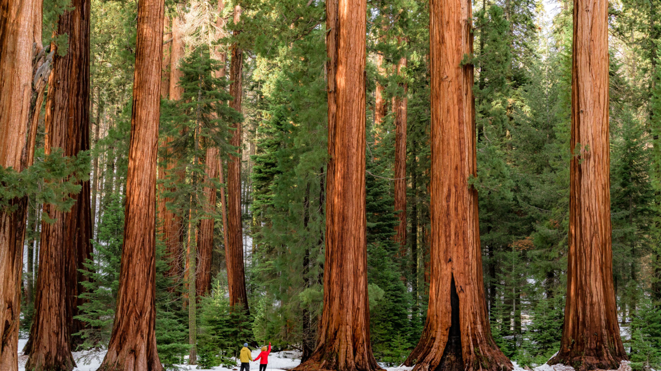 sequoia-2