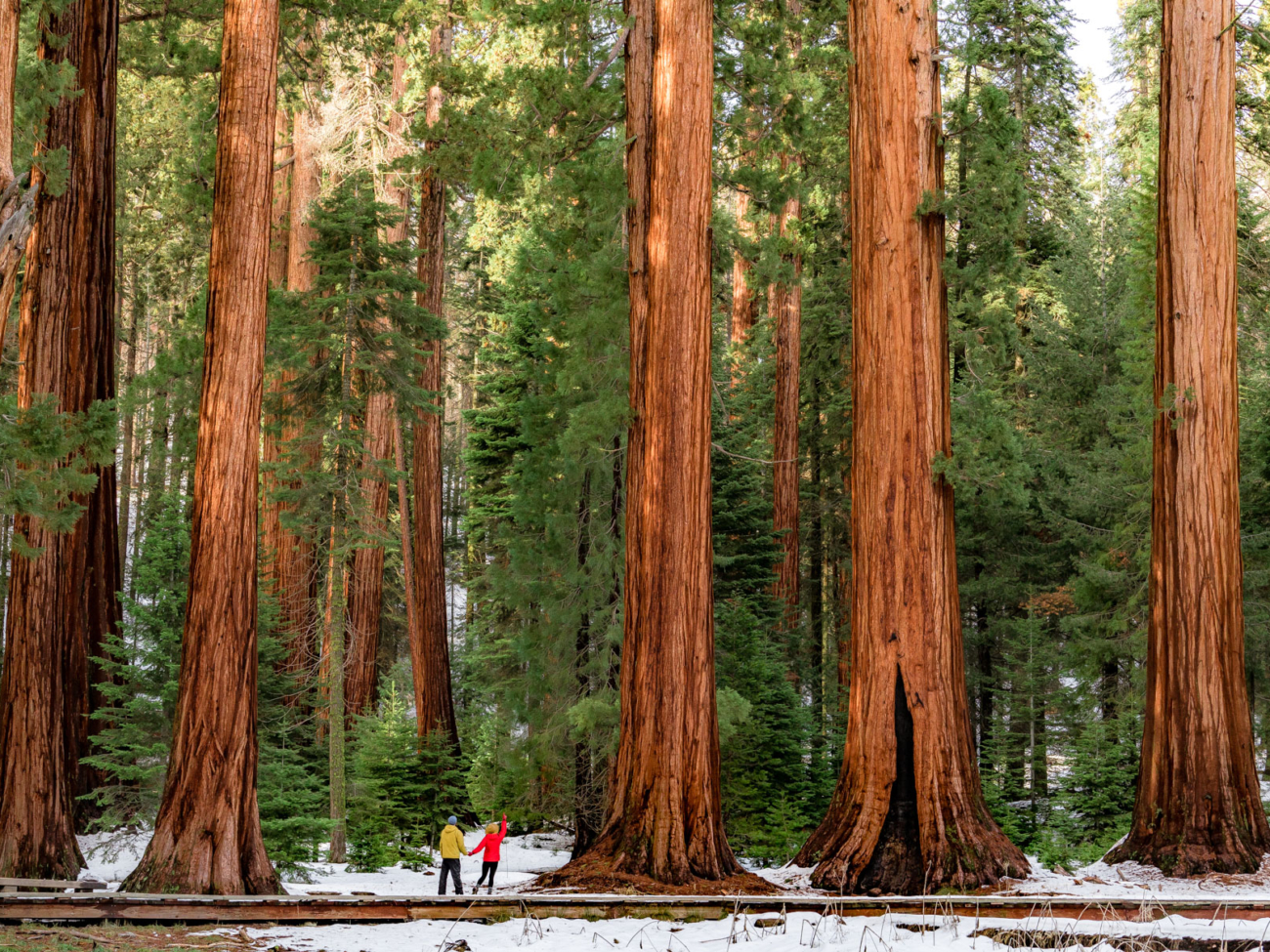 sequoia-2