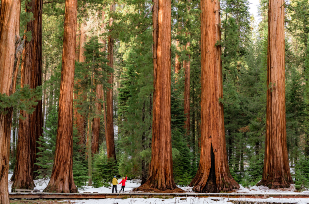 sequoia-2